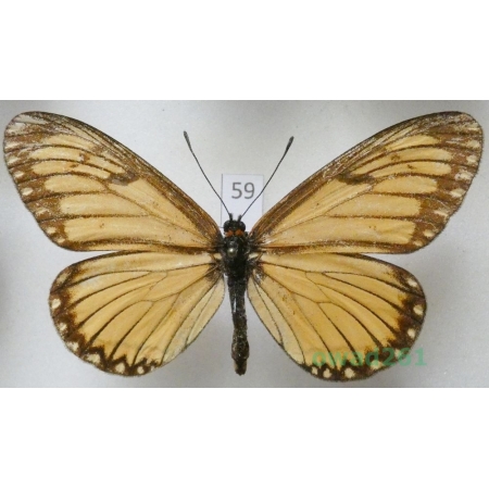 Acraea issoria (Hübner, 1819) China59